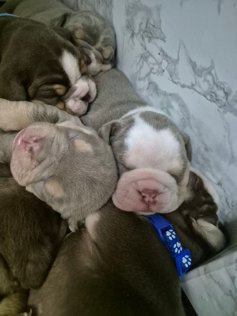Olde english x english bulldog 