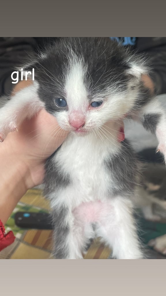 4 Kittens for sale