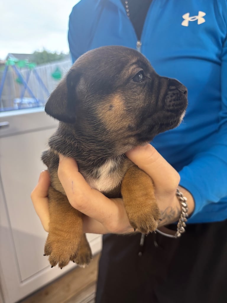 Bulldog/staffy mix 
