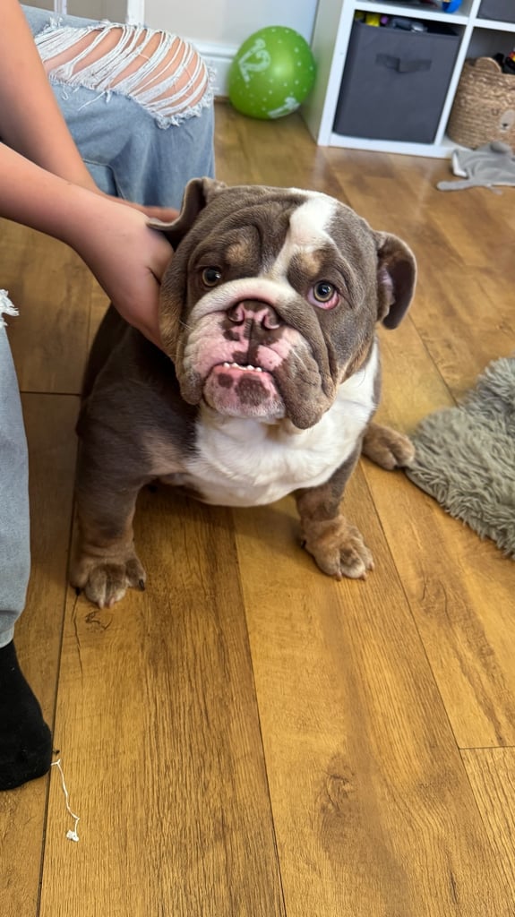 6 month english bull dog 