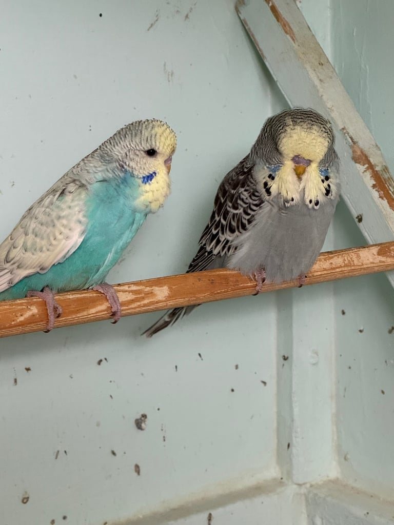 Budgies 