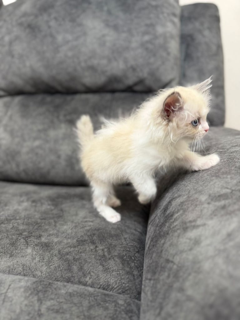 Ragdoll Kittens Forsale