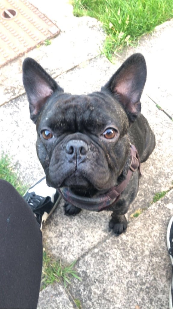Frenchie pug 