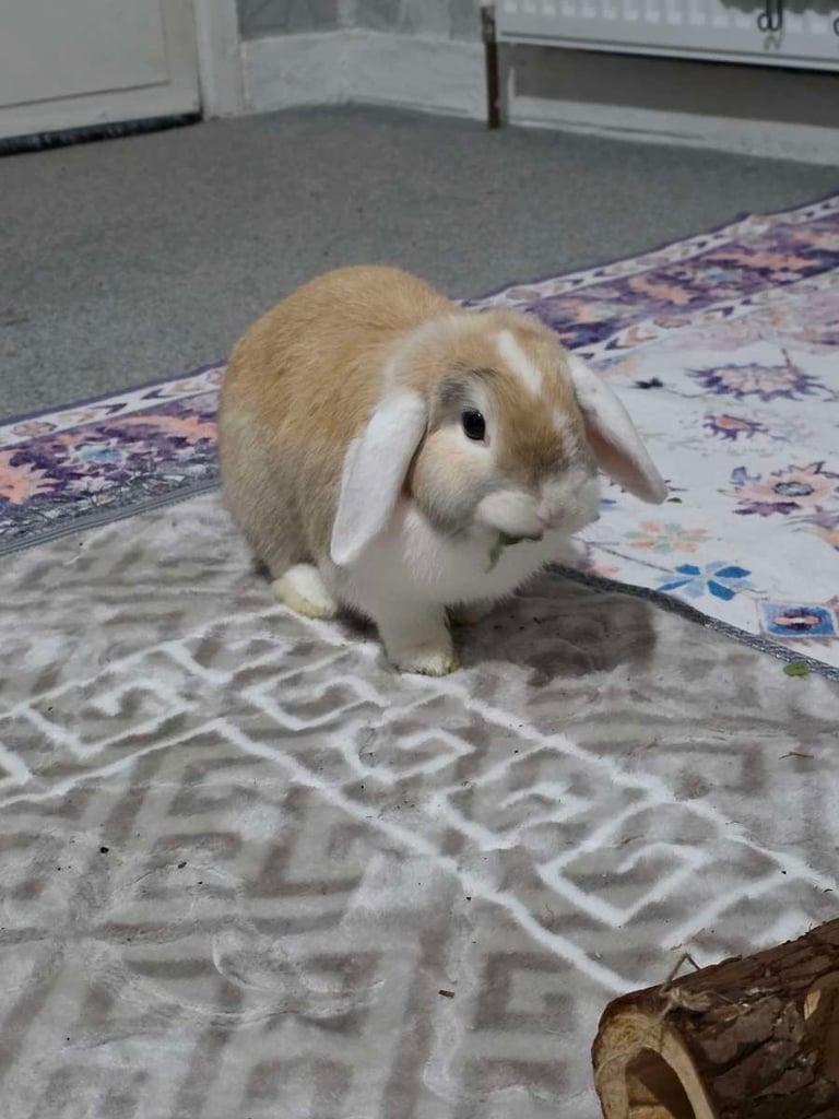 Brown and white Holland lop rabbit