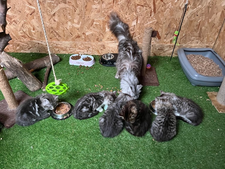 image for Registered maine coon kittens 