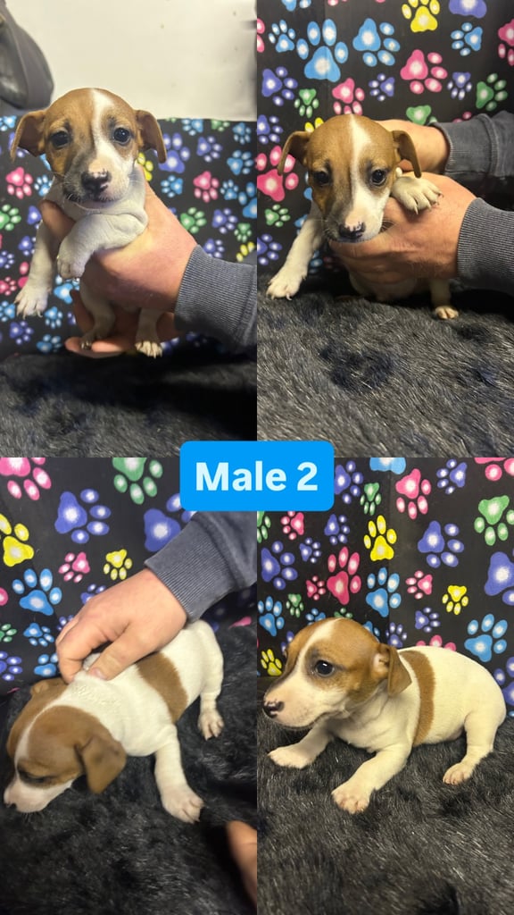 Purebred miniature jack Russel pups