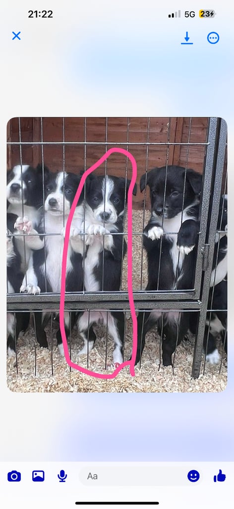 6 Working collie pups