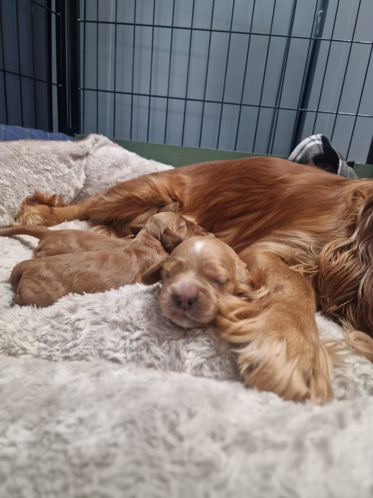 Ready to go! 1 beautiful show cocker spaniel for sale