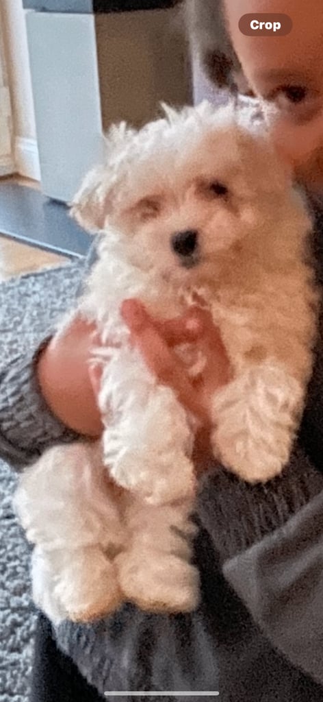 Adorable Maltese terrier puppies 