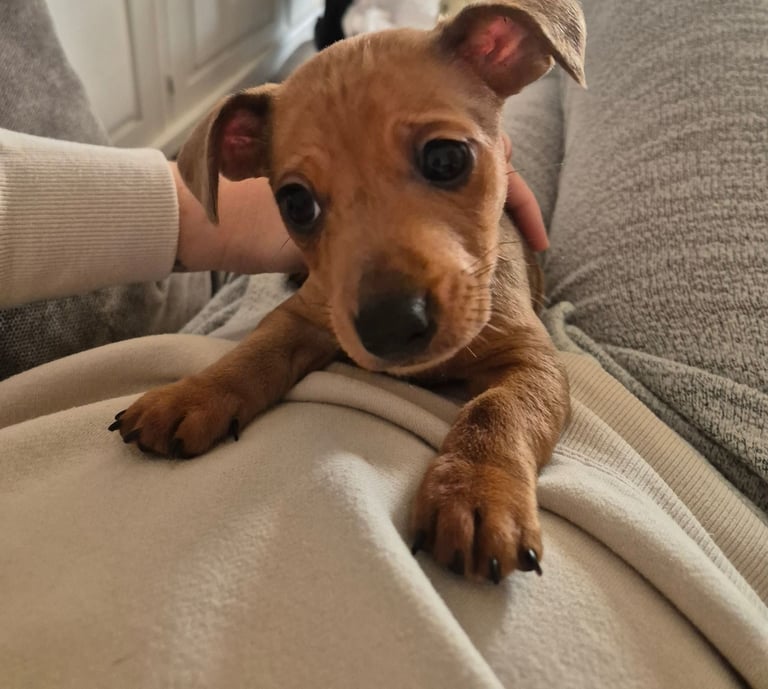1 gorgeous boy left Jack russell x dachshund 