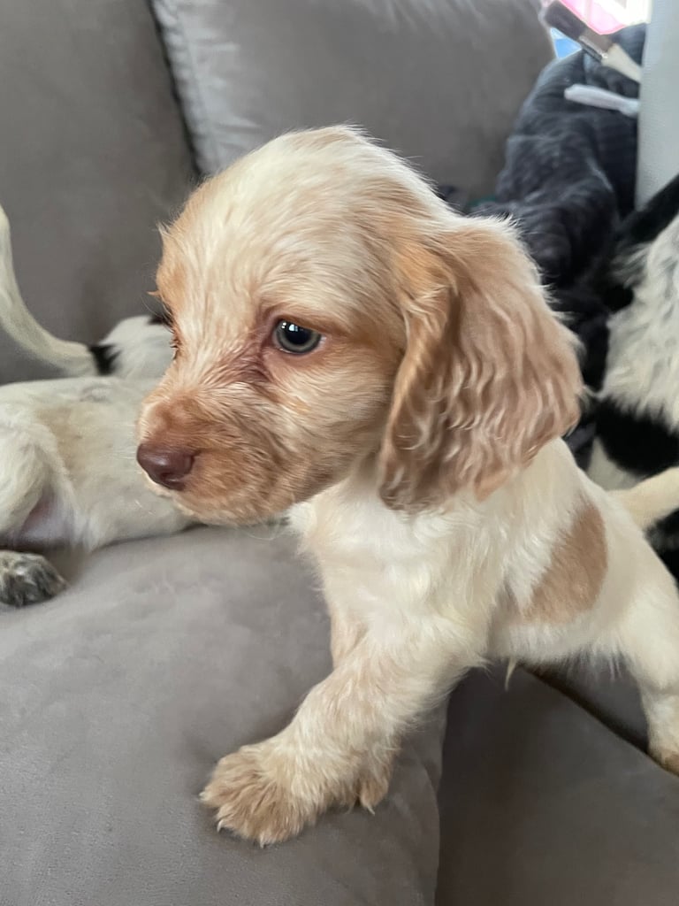 image for Cocker spaniel puppies 