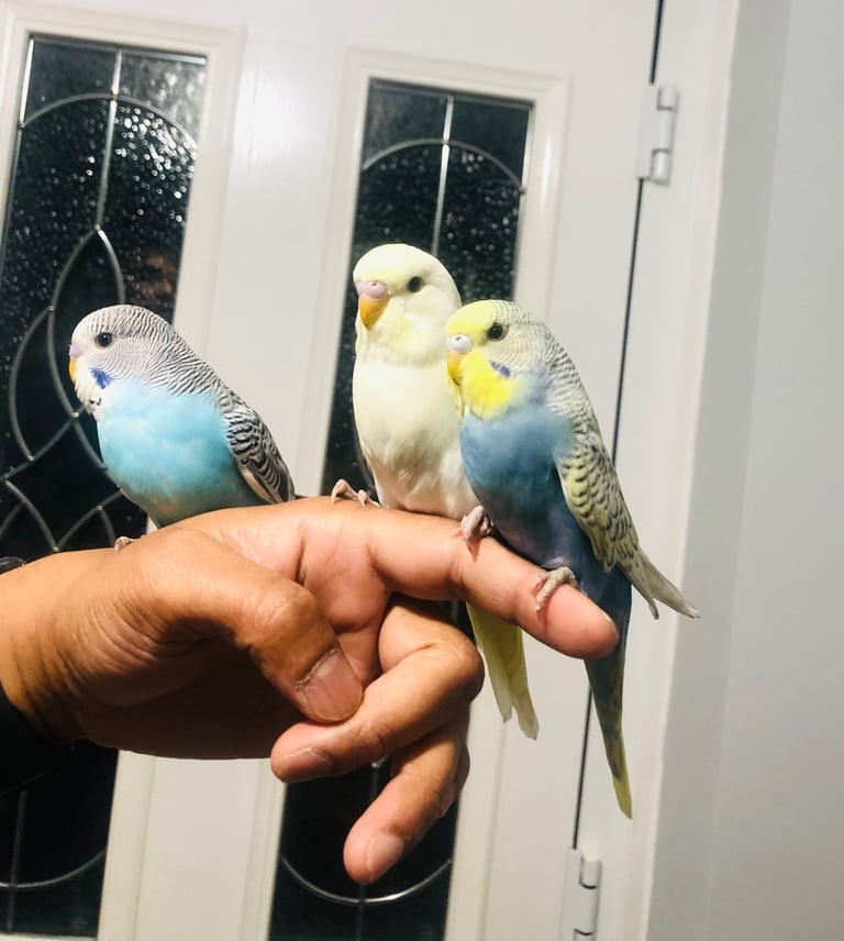 Beautiful colour’s Baby Budgies and other birds 