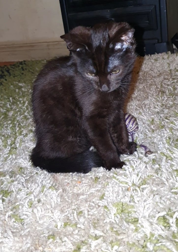 Dark Brown Tabby/Bombay Male Kittens for sale 