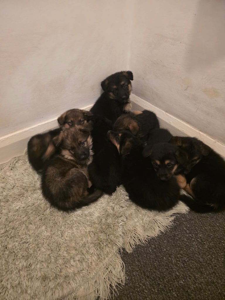 image for German Shepherd in 