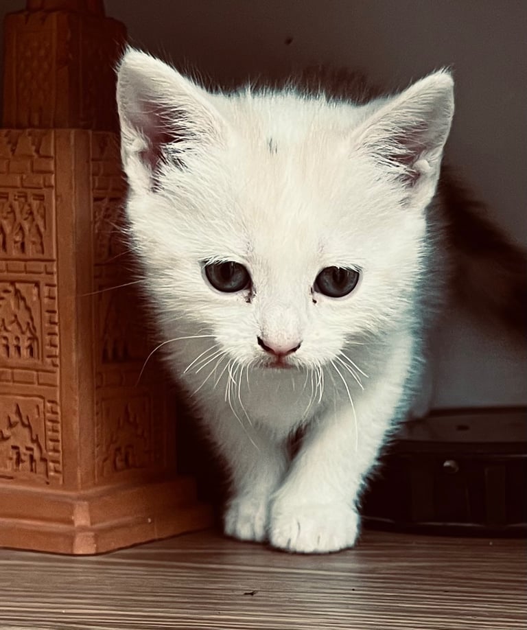 Kittens Cute Persian Mix Friendly cat