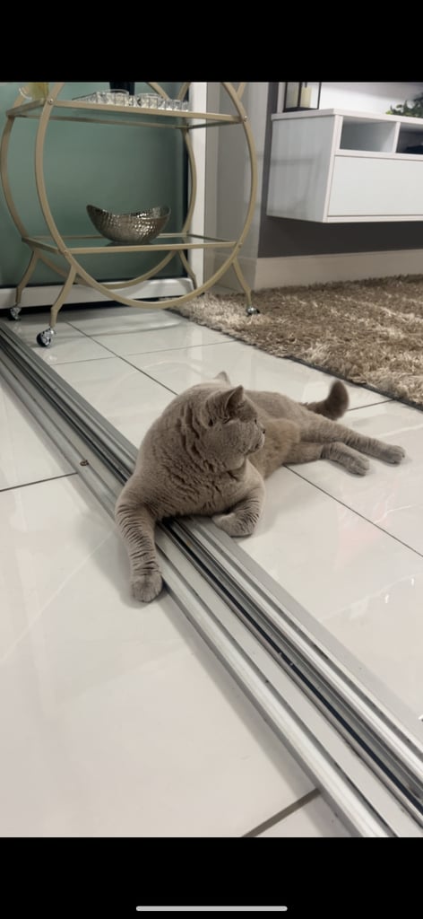 Male Grey British Shorthair for Sale