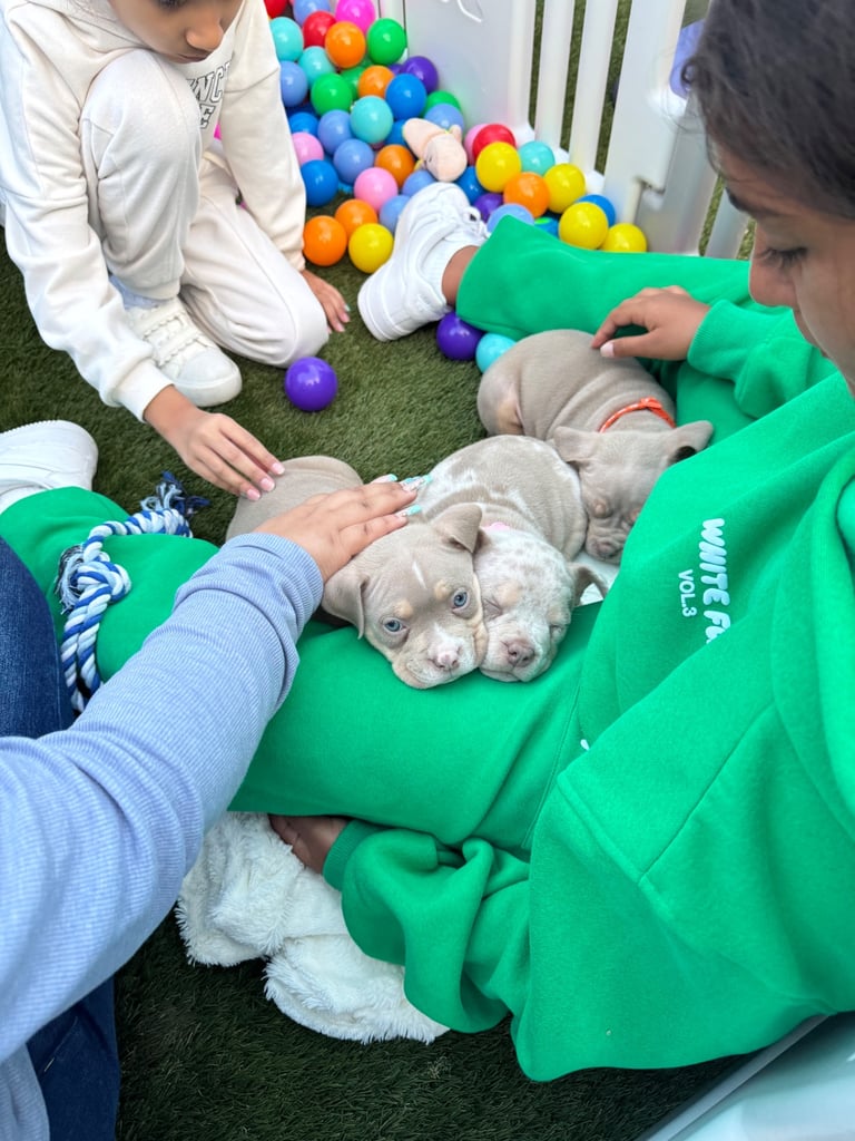 LAST FEMALE MERLE POCKET BULLY AVAILABLE‼️‼️