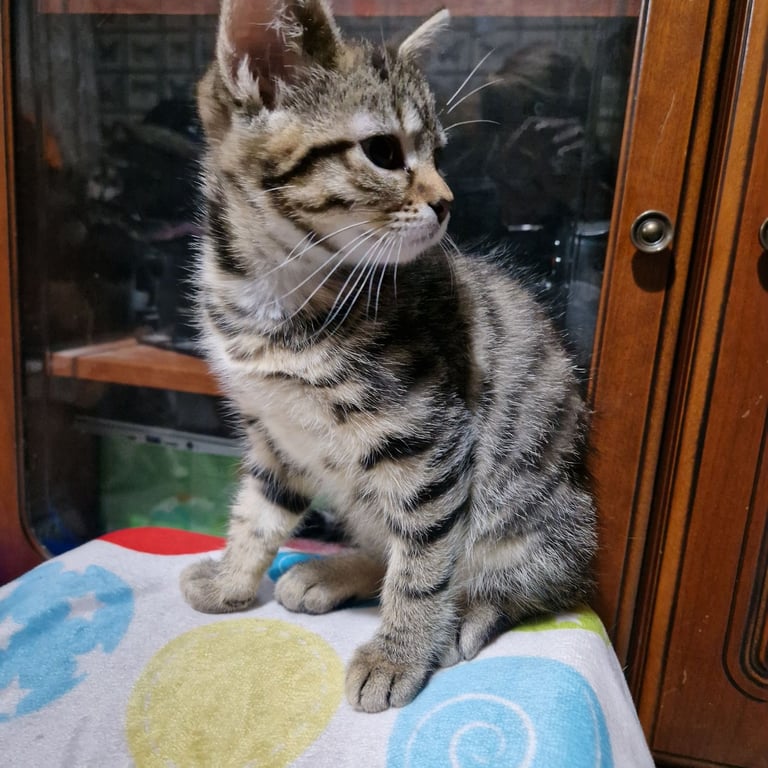 12 week kittens. 