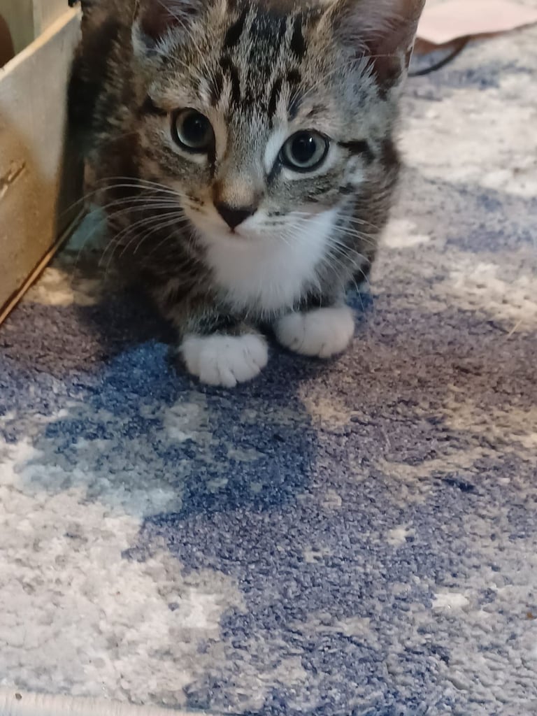 Kittens for sale 