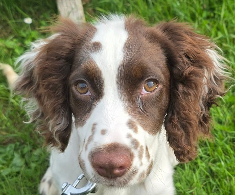 Cocker spaniel