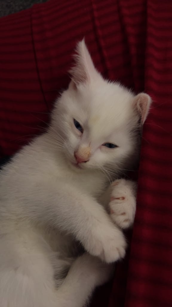 Kitten for sale
