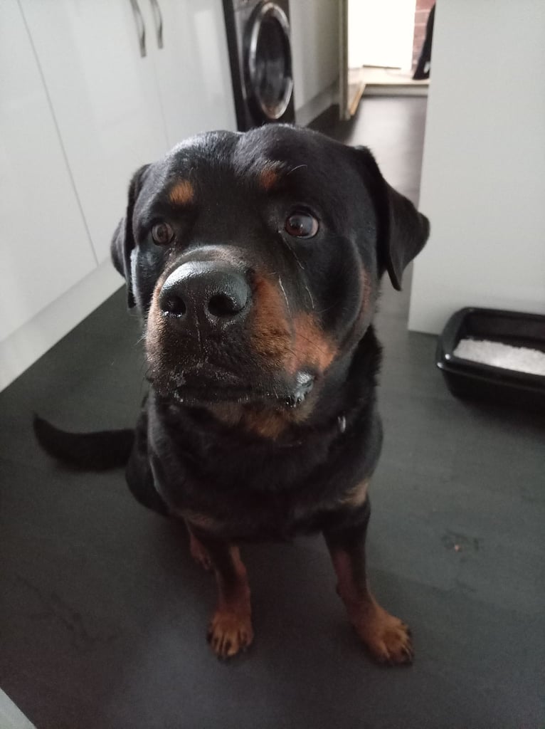 image for Full Pedigree Rottweiler Male