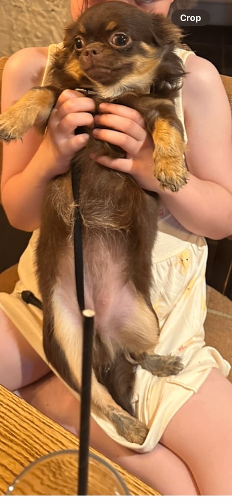 Haired Chihuahua Gumtree Chihuahua Dogs For Sale Long Smooth Coat