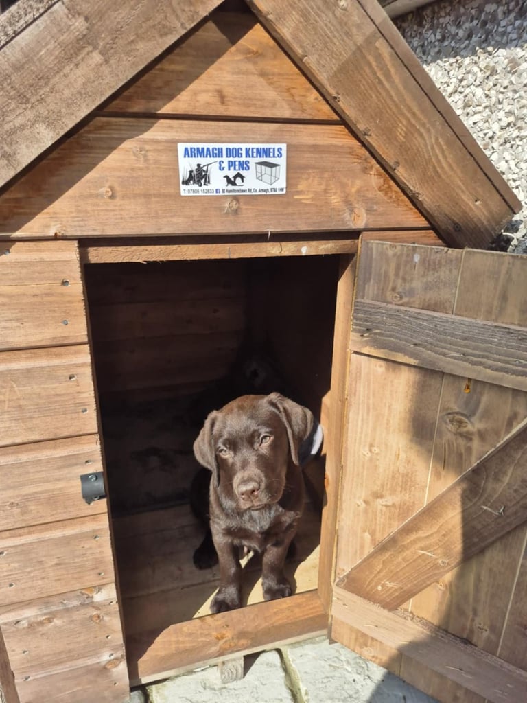 Timber dog kennels with tin roof 