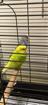 Two Budgies with cage