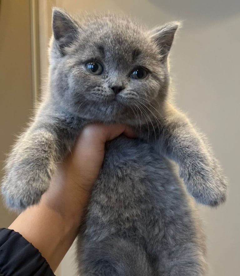 Gorgeous Beautifully British Short Hair Kittens
