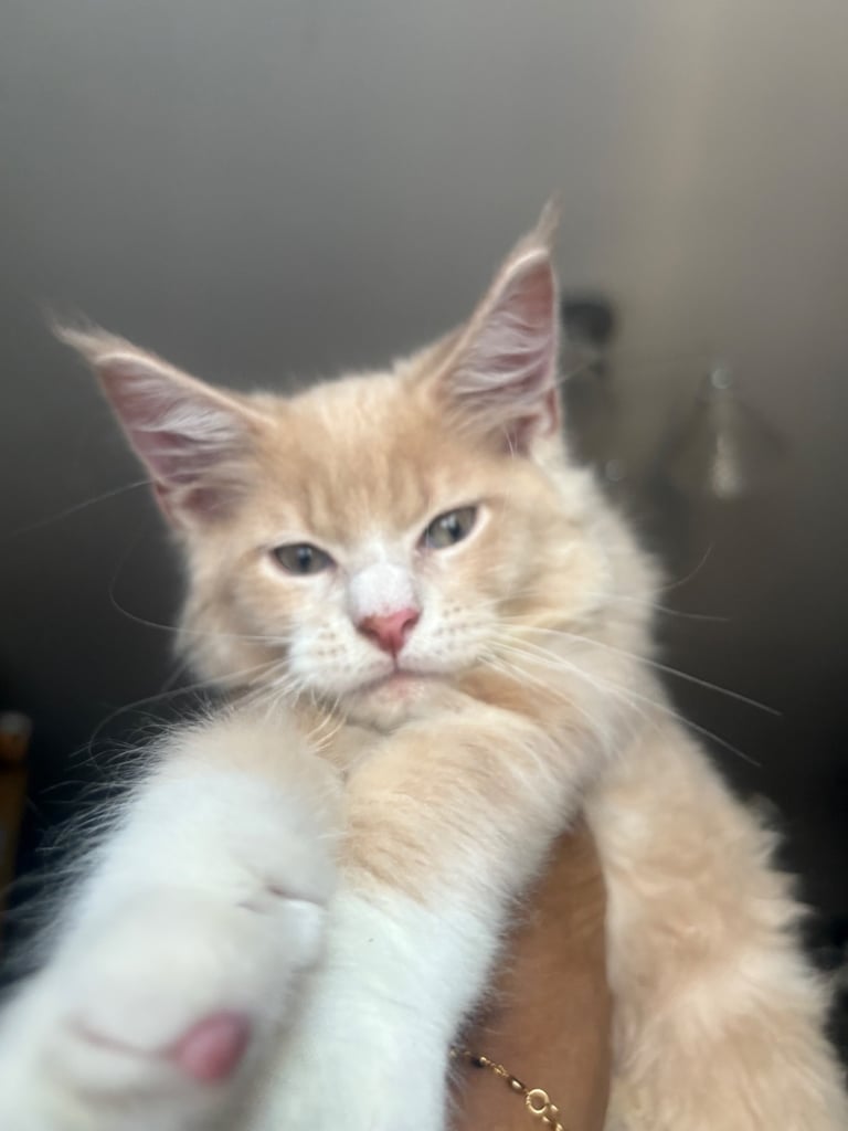 Maine coon