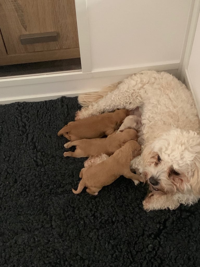 Cavapoochon puppies 
