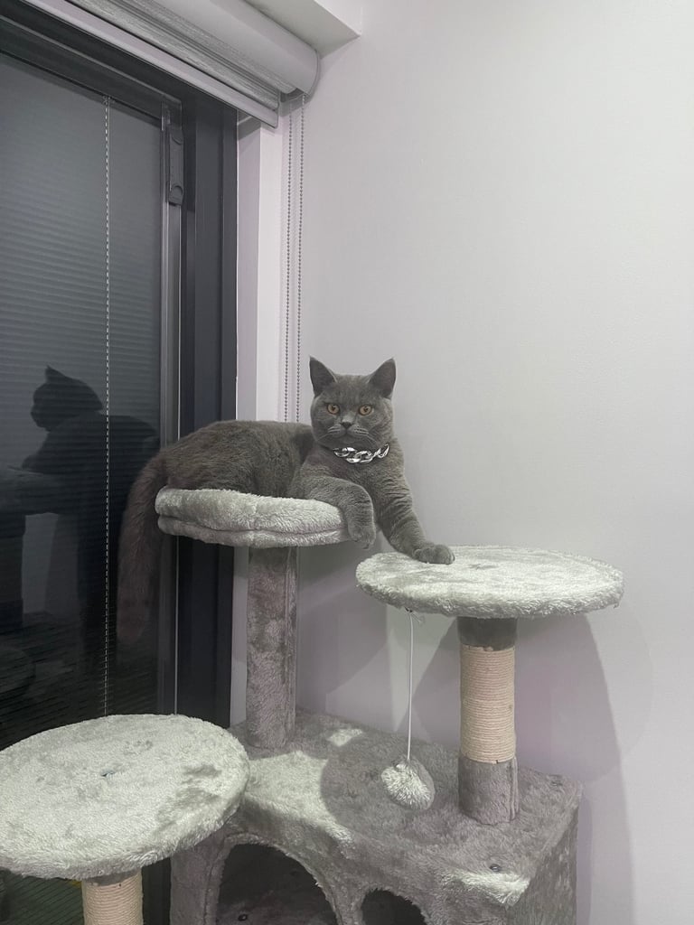 British shorthair boy