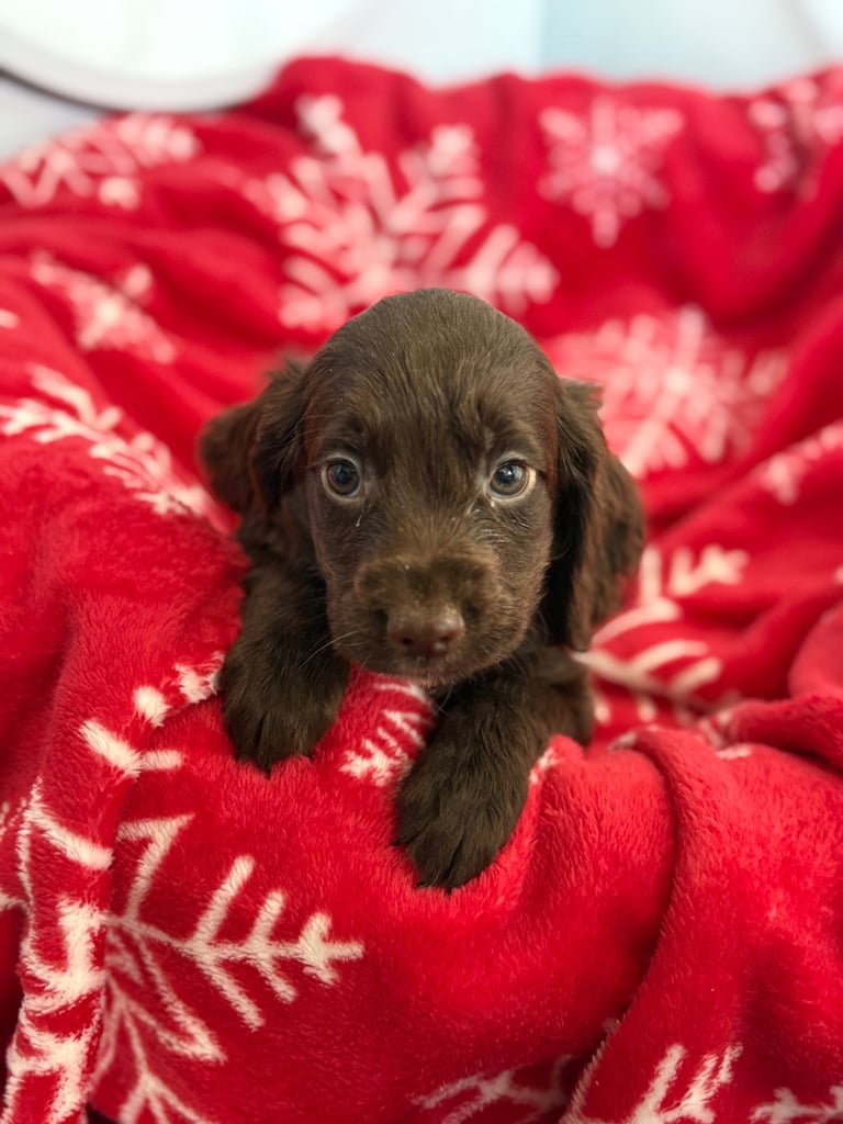 Beautiful Cocker Spaniel Puppys 😍