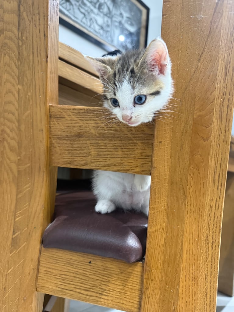 White tabby kitten girl