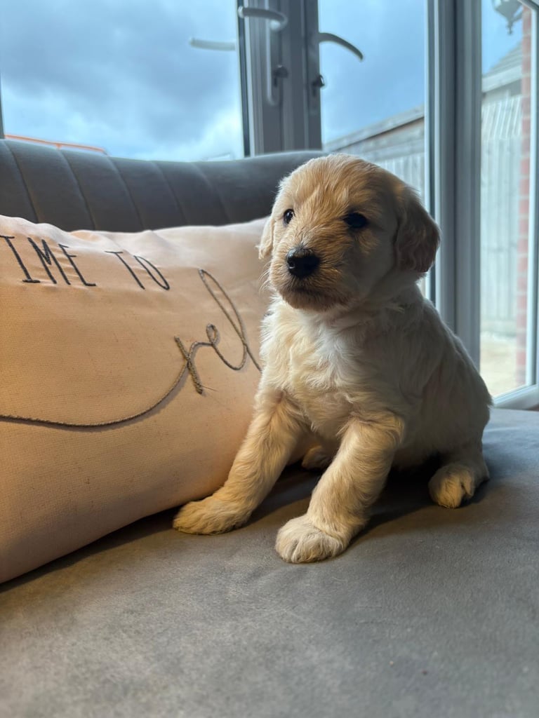 Labradoodle puppies 2 boys 3 girls 