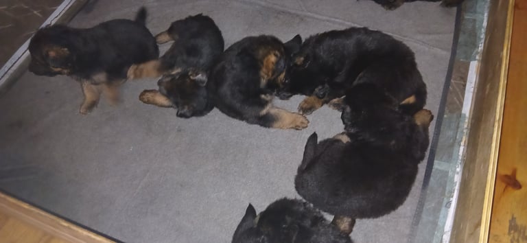 9 German Shepherd puppies for sale