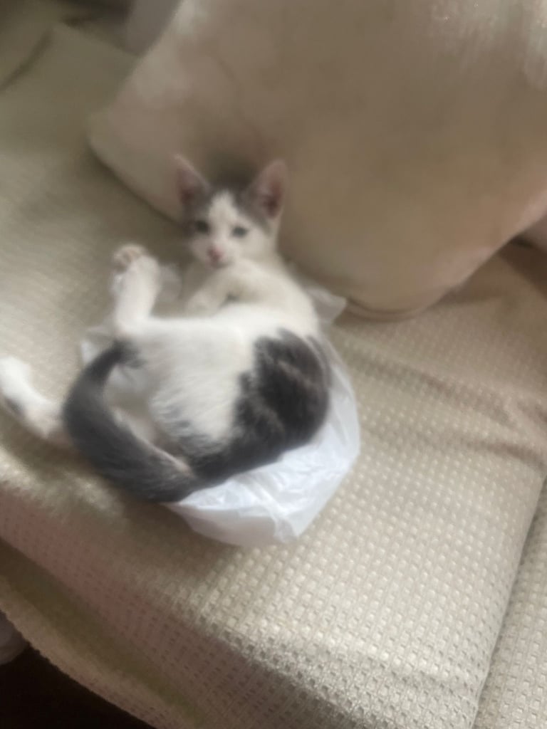 Female kitten 