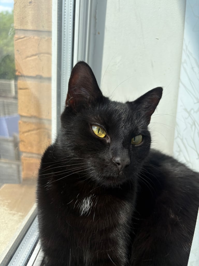 ***Lovely Cat*** £30