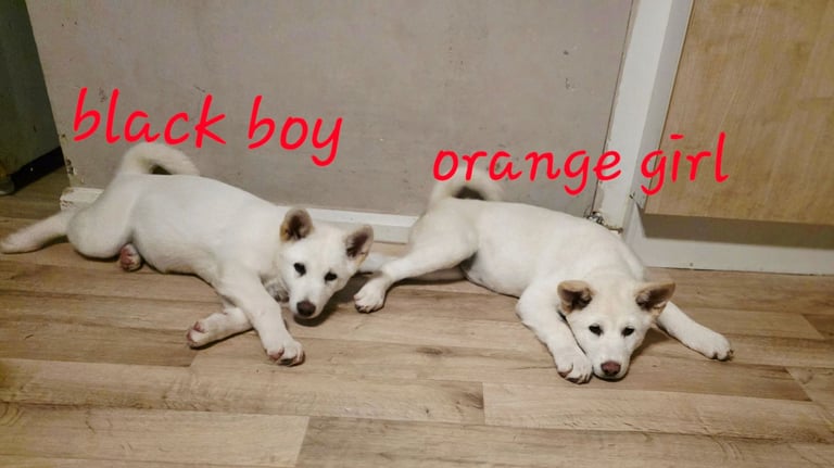 American akita puppies x3