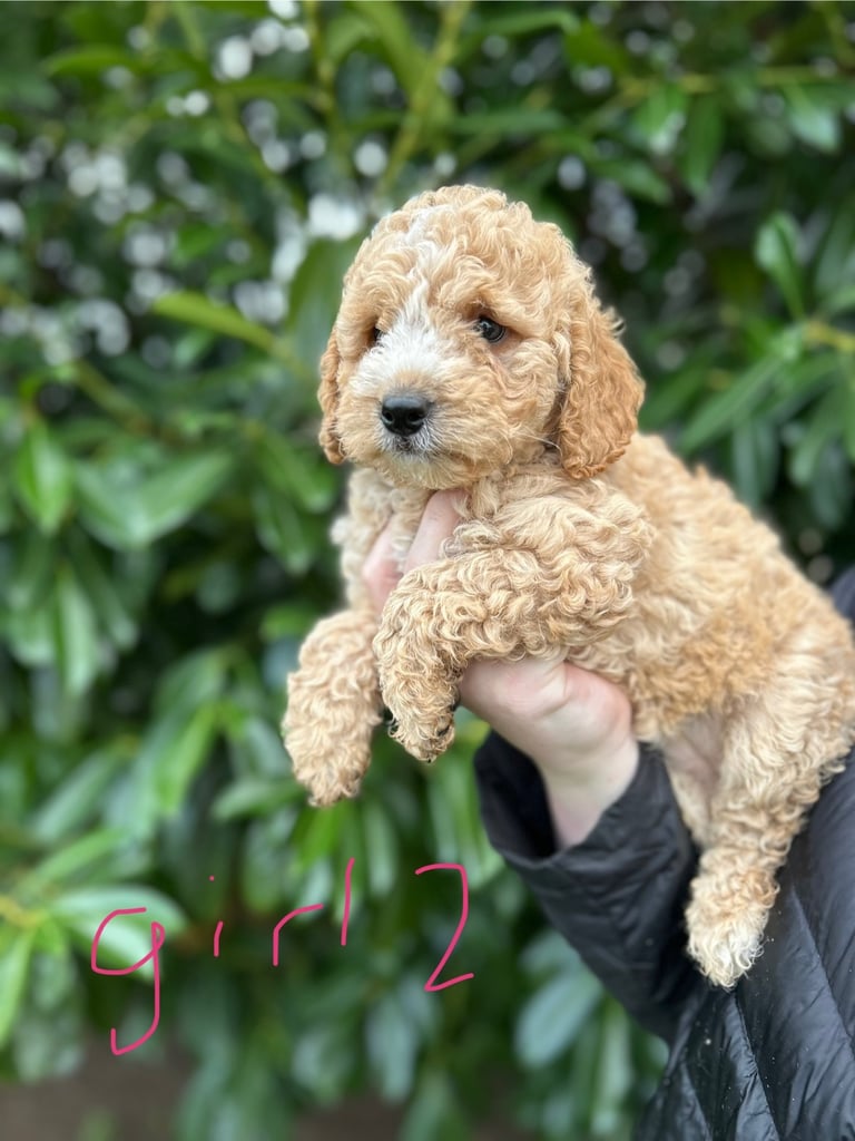 Cockapoo puppies 