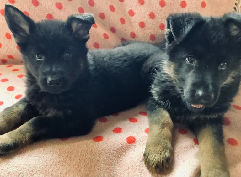 Stunning german Shepard puppies . Ready to leave now. 