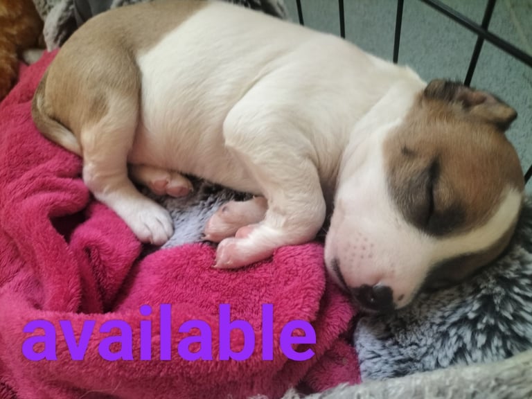 Cute litter of puppys 