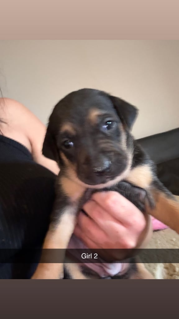 Saluki cross Rottweiler puppies 