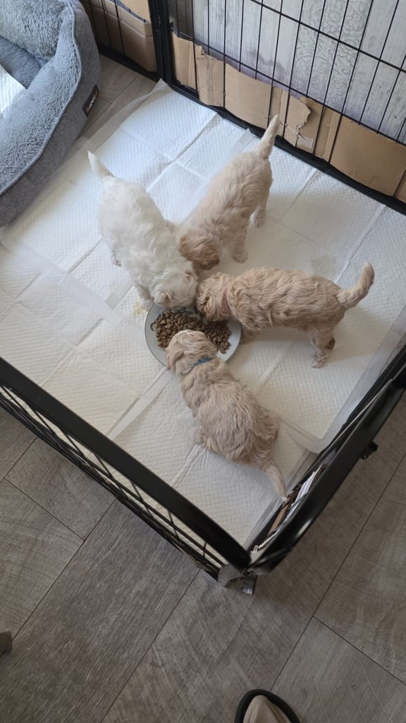 Poochon pups