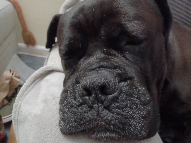 Cane Corso