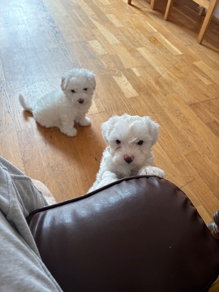 PURE BICHON PUPPIES