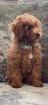 Toy poodle puppy true to size 