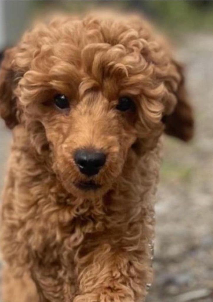 Cute Cavapoo Puppies 1 Boy and 1 Girl