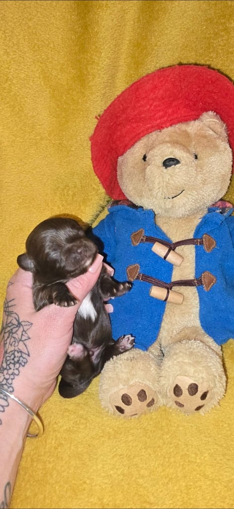 1 time miniature pomapoos 